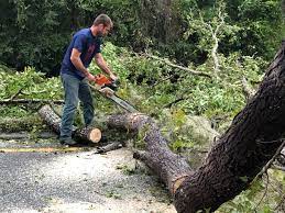 Best Arborist Consultation Services  in Barnhart, MO