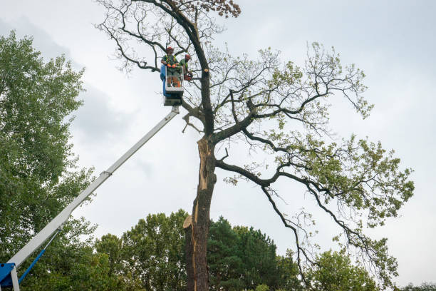 Professional Tree Services in Barnhart, MO