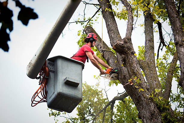 How Our Tree Care Process Works  in  Barnhart, MO